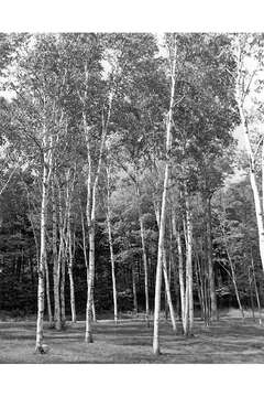 Image of paper birch