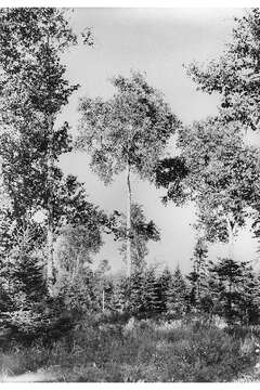 Image of paper birch