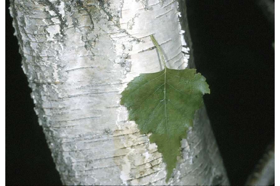 Image of Fire birch