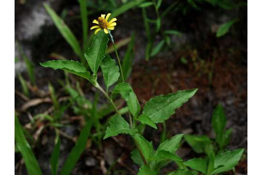 Image of Opposite-Leaf Spotflower