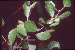 Image of bog birch