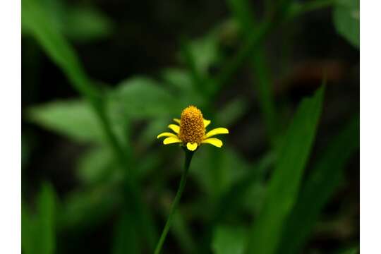 Image de Acmella repens (Walt.) Richard