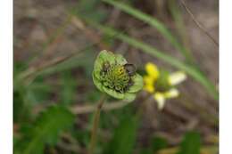 Image of Florida greeneyes