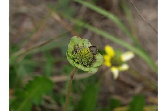 Plancia ëd Berlandiera subacaulis (Nutt.) Nutt.