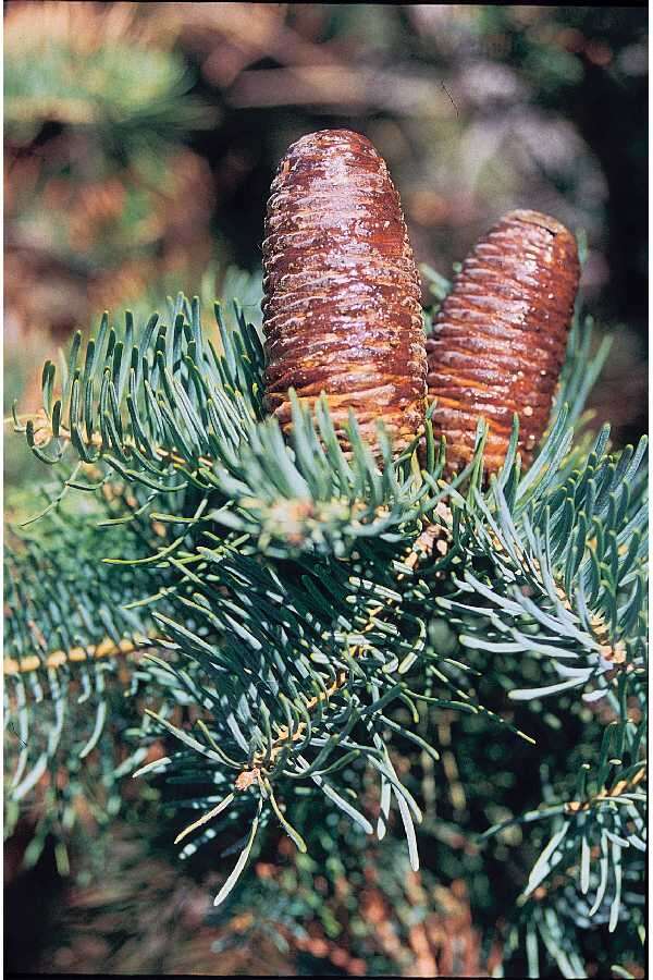 Image of white fir