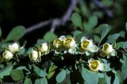 Image of Japanese barberry