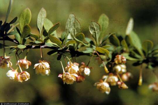 Image of Japanese barberry