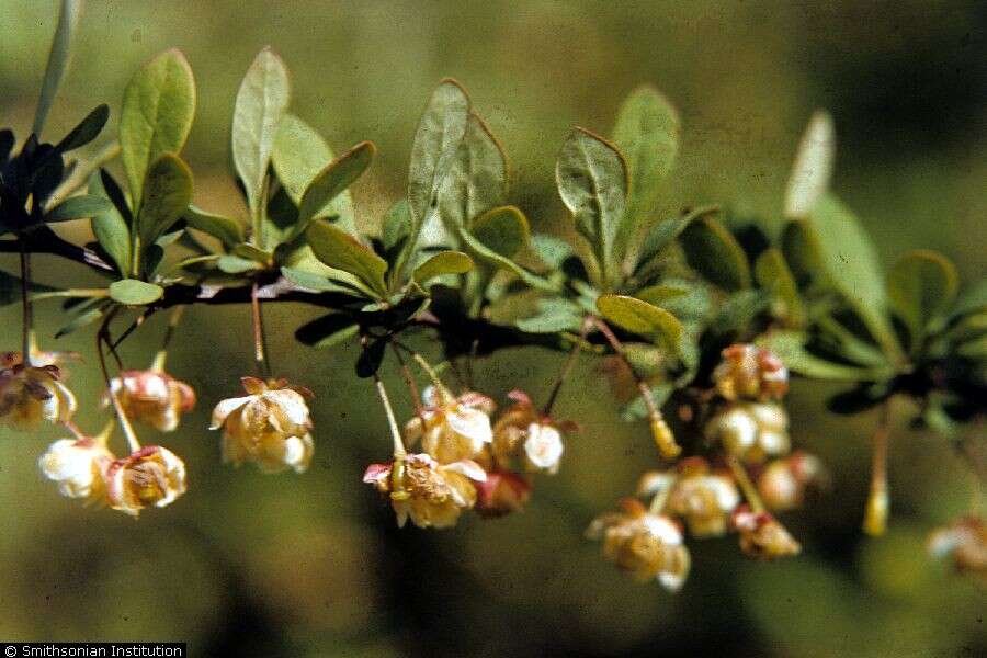 Image of Japanese barberry