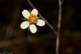 صورة Bidens bigelovii A. Gray