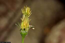 صورة Bidens bigelovii A. Gray