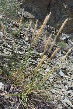 Image of Parish's needlegrass