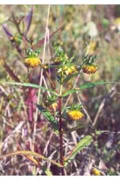 صورة Bidens cernua L.