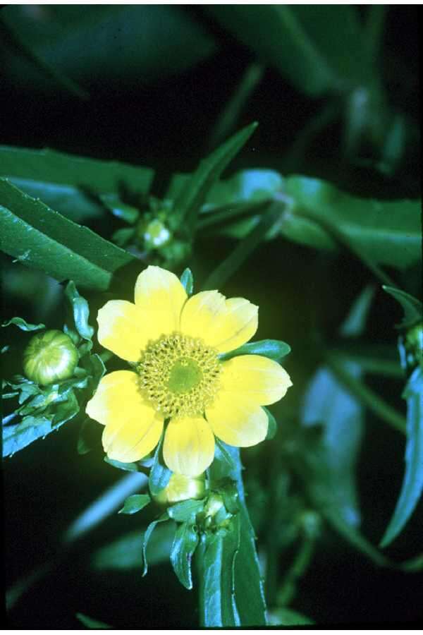 صورة Bidens cernua L.