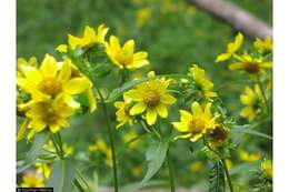 صورة Bidens cernua L.