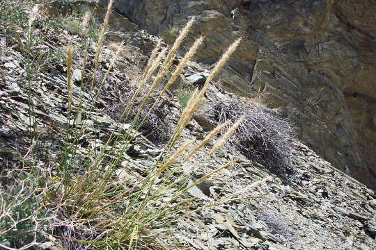 Image of Parish's needlegrass