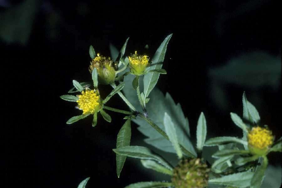 Image of Trifid Bur-marigold
