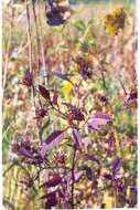 Image of purplestem beggarticks