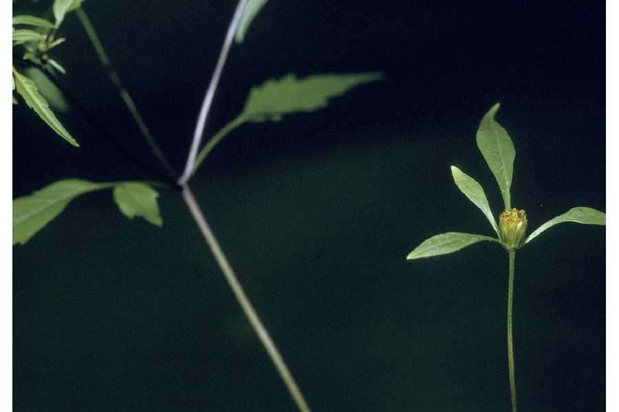 صورة Bidens discoidea (Torr. & A. Gray) Britt.