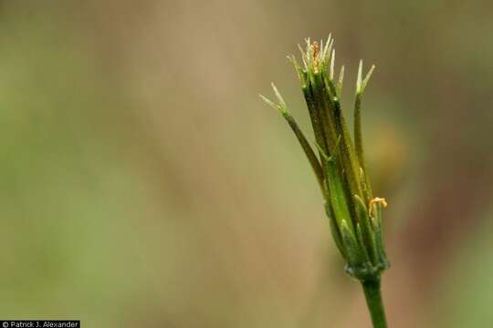 Bidens leptocephala Sherff的圖片