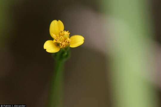 Bidens leptocephala Sherff的圖片