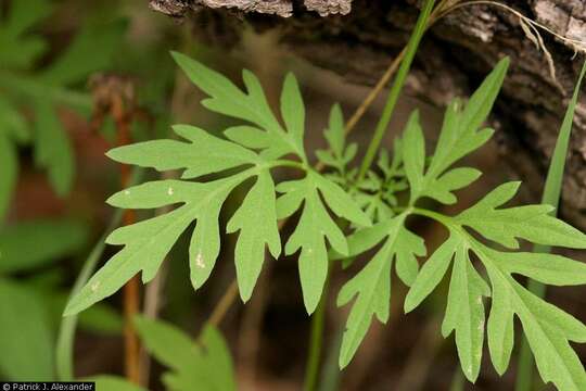 Bidens leptocephala Sherff的圖片