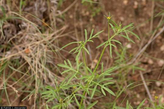 Bidens leptocephala Sherff的圖片