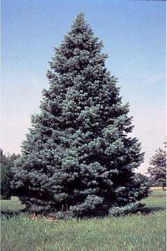 Image of white fir