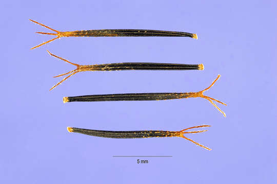 Image of hairy beggarticks