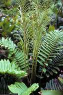 Image of midsorus fern