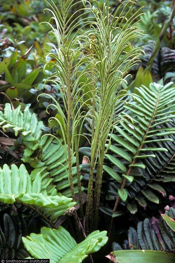 Blechnum resmi