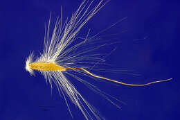 Imagem de Bothriochloa alta (Hitchc.) Henrard