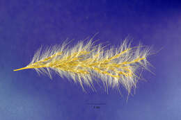 Imagem de Bothriochloa alta (Hitchc.) Henrard