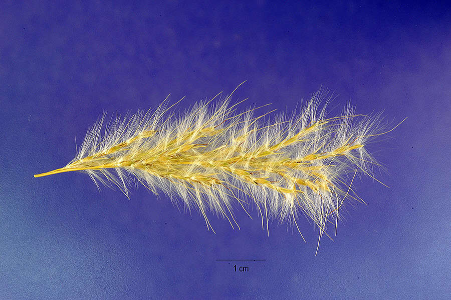 Image of tall beardgrass