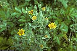 Image of Tree Oxeye
