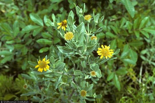 صورة Borrichia arborescens (L.) DC.