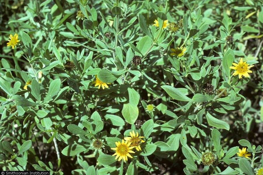 Image of Tree Oxeye