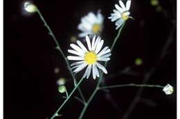 Plancia ëd Boltonia asteroides (L.) L'Hér.