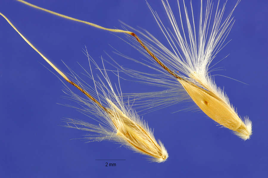 Image of cane bluestem