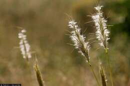 Image of cane bluestem