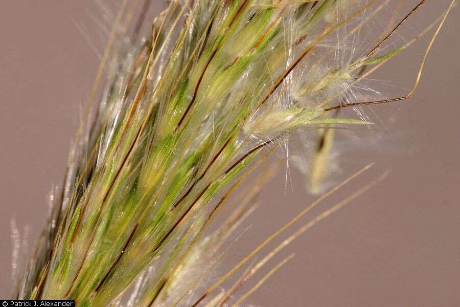 Image of cane bluestem