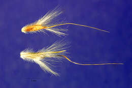 Image of Edwards Plateau beardgrass