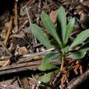 Image of Fendler's rockcress