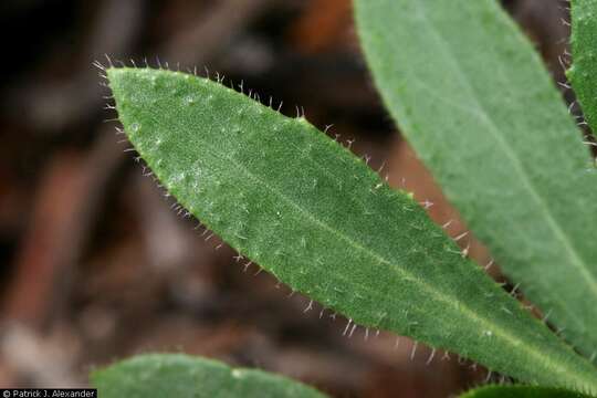 Sivun Arabis fendleri (S. Watson) Greene var. fendleri kuva