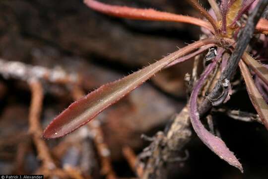 Image of Fendler's rockcress