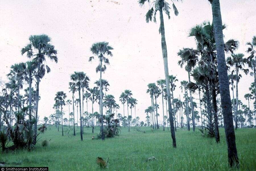 Image of toddy palm