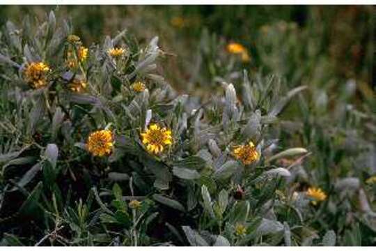 Image of Sea Oxeye