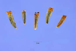 Plancia ëd Borrichia frutescens (L.) DC.