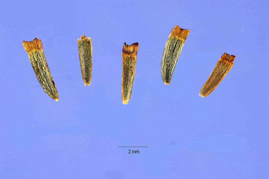 Plancia ëd Borrichia frutescens (L.) DC.