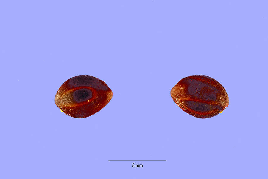 Слика од Vachellia farnesiana var. pinetorum (F. J. Herm.) Seigler & Ebinger