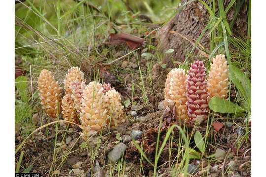 Image of Vancouver groundcone